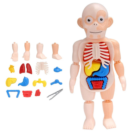 Modelo 3D Del Cuerpo Humano Para Montar – Juguete Educativo De Anatomía