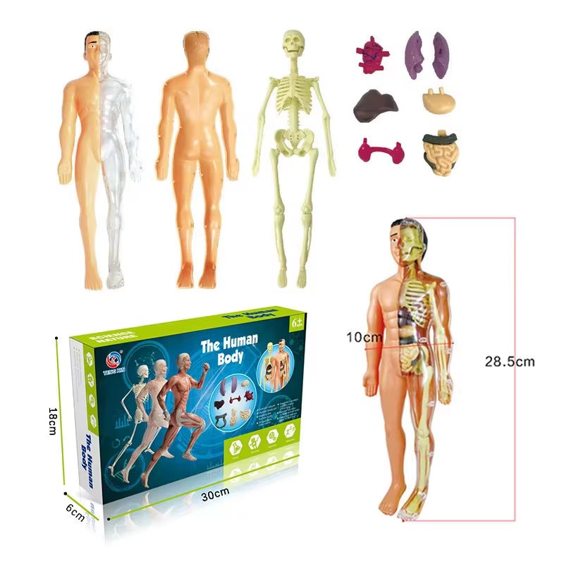 Full Body + Organs (11 in)