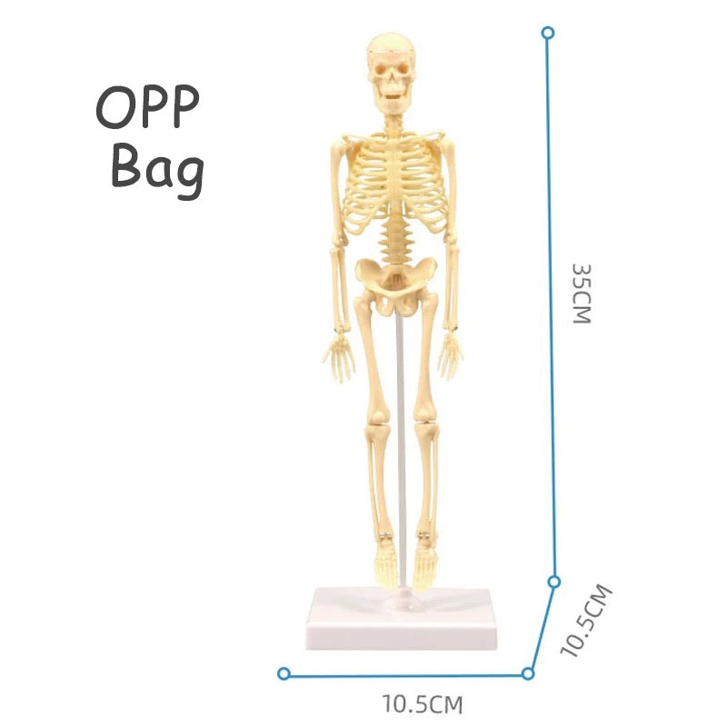 Skeleton (14 in)