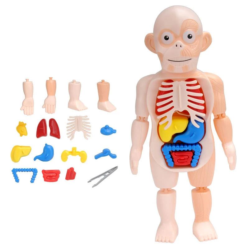 Kids Anatomy Doll